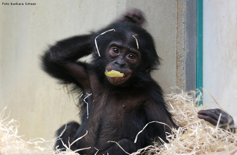 Bonobo-Baby im Wuppertaler Zoo (Foto Barbara Scheer)
