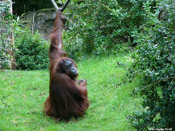 Orang-Utan im Zoo Wuppertal im Juli 2007 (Foto Dieter Kraß)