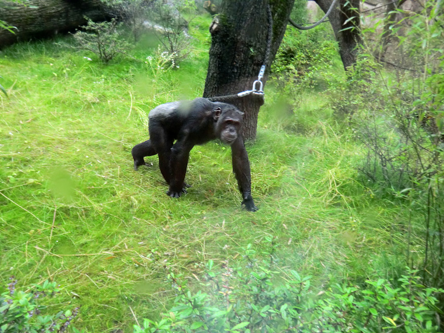 Schimpansin Kitoto auf der Außenanlage im Wuppertaler Zoo am 13. Juli 2014