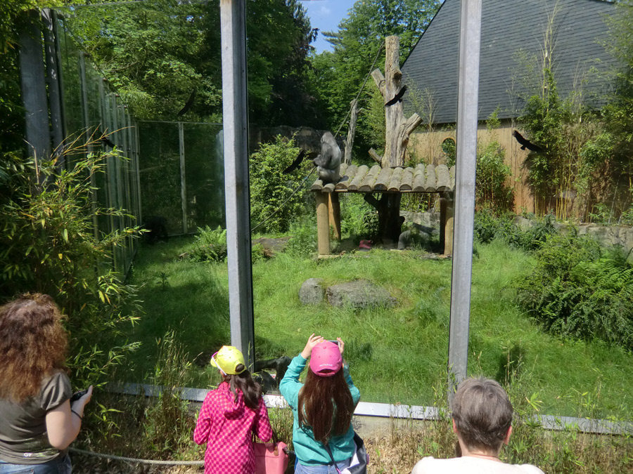 Westlicher Flachlandgorilla VIMOTO im Wuppertaler Zoo im Mai 2014