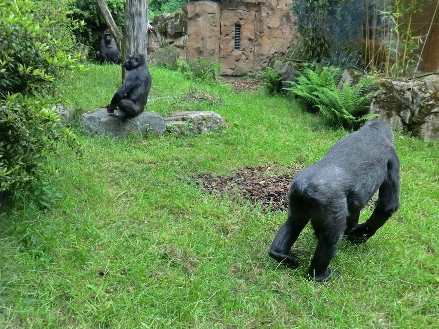 Westliche Flachlandgorillas im Zoologischen Garten Wuppertal im Mai 2014