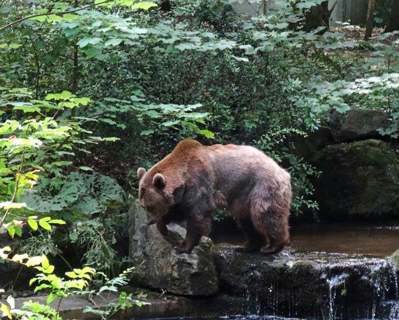 Braunbärin Siddy am 14. August 2016 auf der Aussenanlage der Braunbären im Zoologischen Garten der Stadt Wuppertal