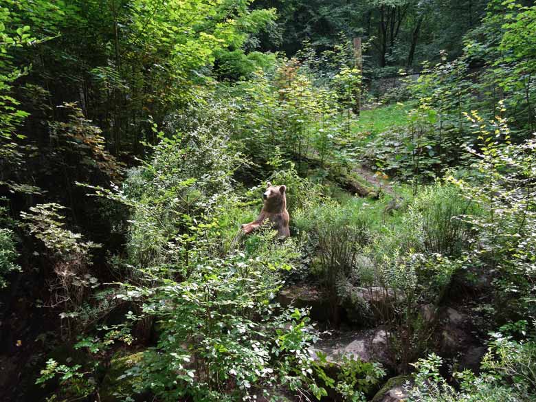 Braunbärin Siddy am 14. August 2016 auf der Aussenanlage der Braunbären im Grünen Zoo Wuppertal