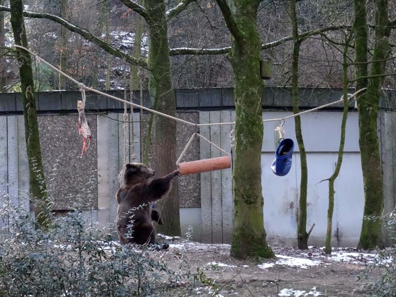 Braunbärin SIDDY am 22. Januar 2017 auf der Braunbärenanlage im Zoologischen Garten Wuppertal