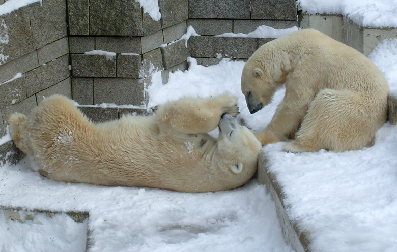 Eisbär Lars und Eisbärin Jerka im Zoo Wuppertal am 21. Dezember 2009