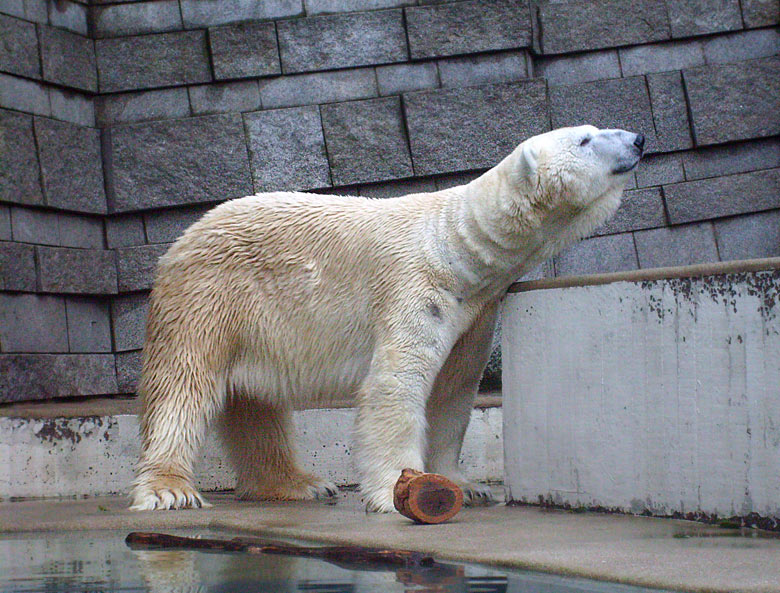 Eisbär Lars im Zoologischen Garten Wuppertal am 31. Dezember 2009
