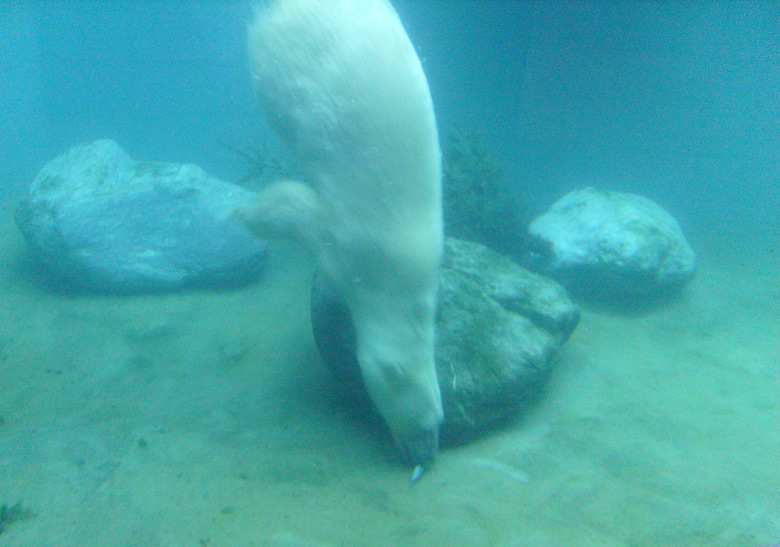 Eisbärin Jerka unter Wasser im Zoo Wuppertal am 1. Januar 2010