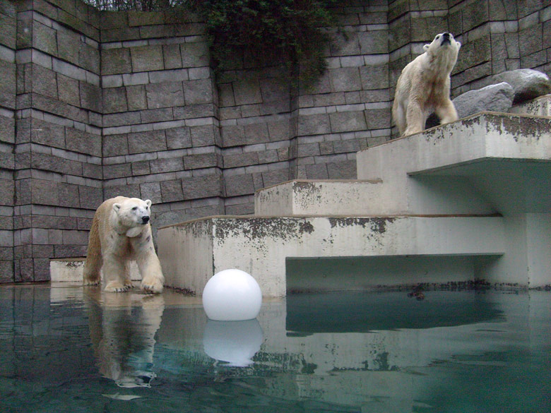 Eisbär Lars und Eisbärin Jerka im Wuppertaler Zoo am 1. Januar 2010
