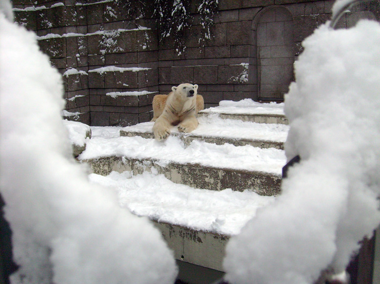 Eisbär Lars im Wuppertaler Zoo am 3. Januar 2010