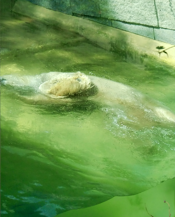 Eisbär Lars im Zoo Wuppertal am 14. Juli 2010