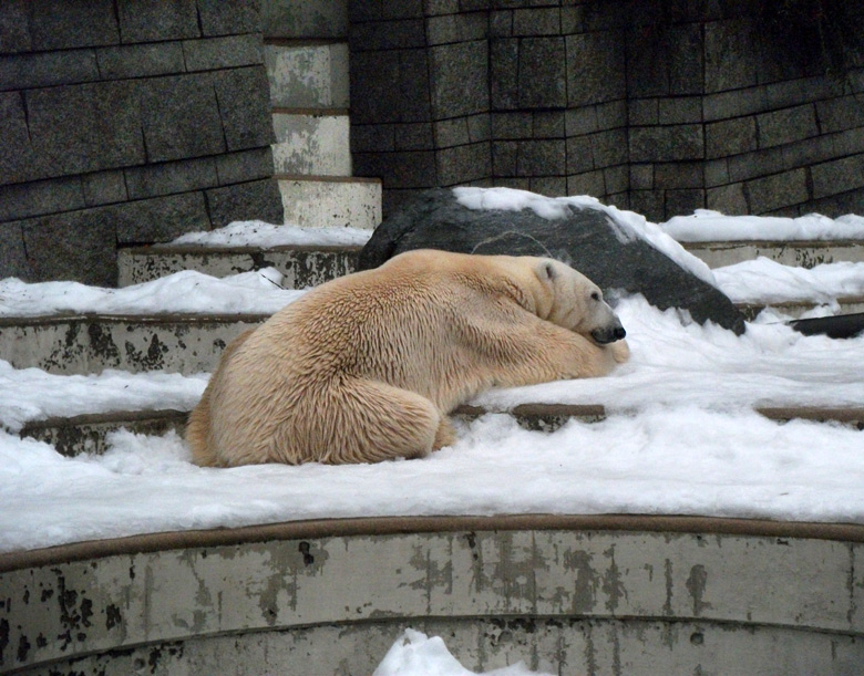 Eisbär Lars im Zoo Wuppertal am 11. Dezember 2010