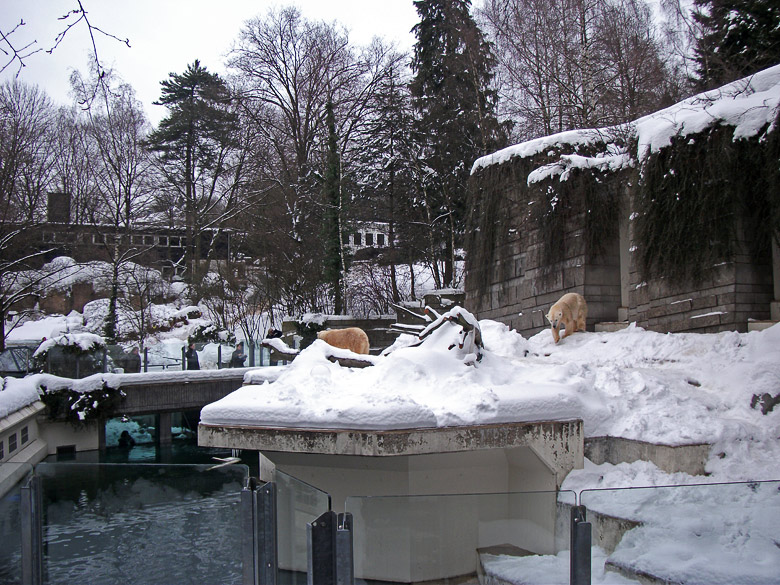 Eisbär Lars und Eisbärin Vilma im Wuppertaler Zoo am 29. Dezember 2010