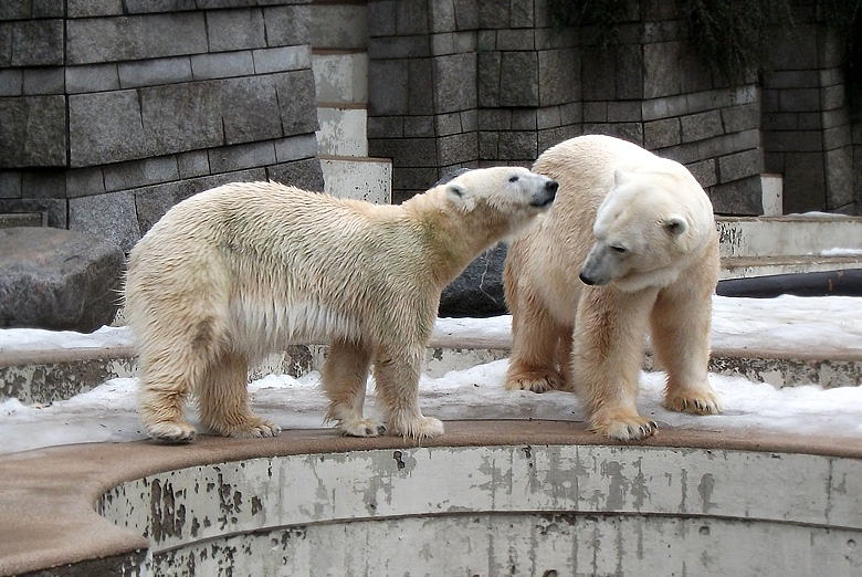 Eisbärin Vilma und Eisbär Lars am 9. Januar 2011 im Wuppertaler Zoo