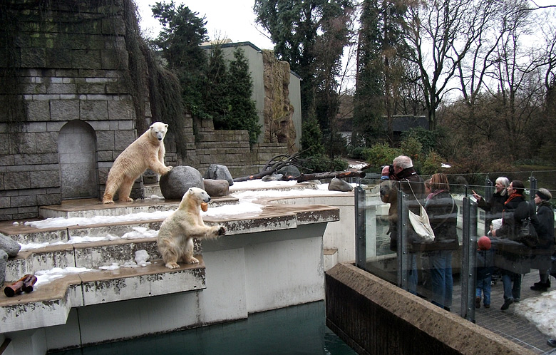 Eisbärin Vilma fing das Brot am 9. Januar 2011 im Zoo Wuppertal
