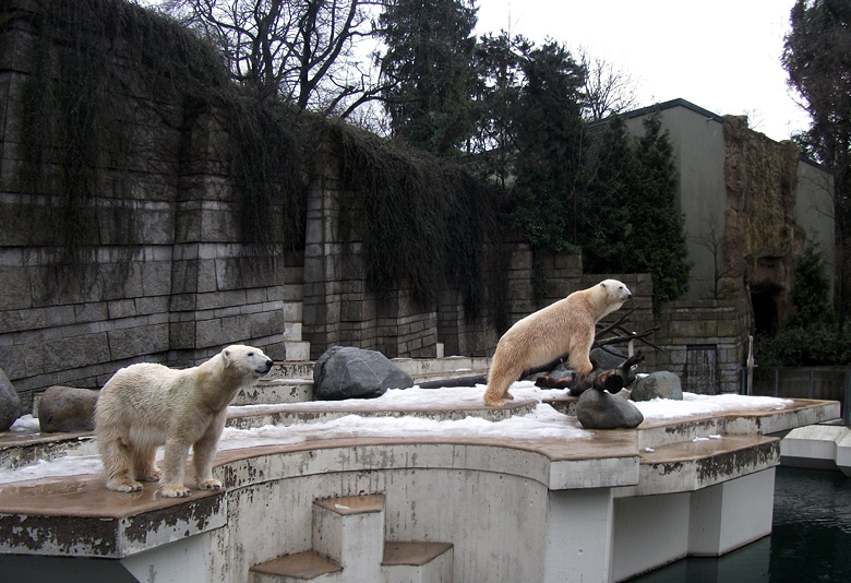 Eisbärin Vilma und Eisbär Lars am 9. Januar 2011 im Wuppertaler Zoo
