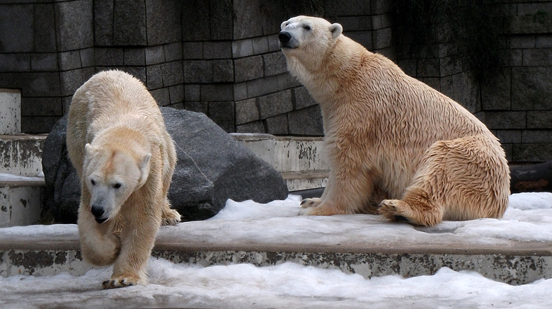 Eisbärin Vilma und Eisbär Lars am 9. Januar 2011 im Zoologischen Garten Wuppertal
