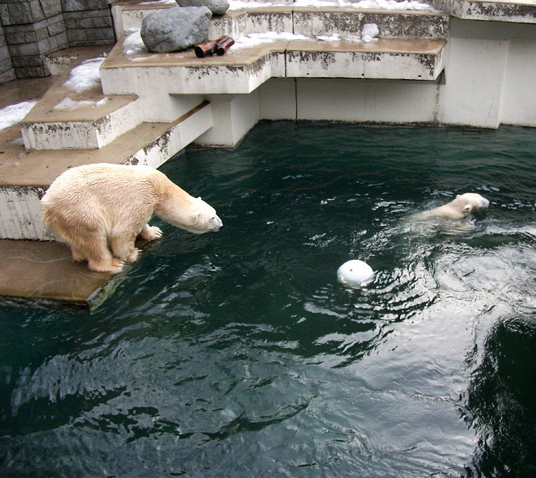 Eisbär Lars schaute Vilma hinterher am 9. Januar 2011 im Zoo Wuppertal