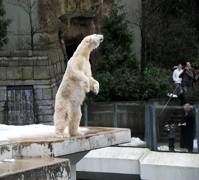 Eisbärin Vilma am 9. Januar 2011 im Zoologischen Garten Wuppertal