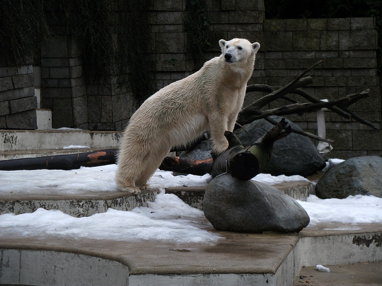 Eisbärin Vilma am 9. Januar 2011 im Wuppertaler Zoo