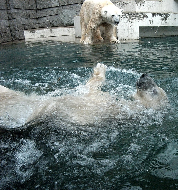 Eisbärin Vilma und Eisbär Lars am 15. Januar 2011 im Wuppertaler Zoo