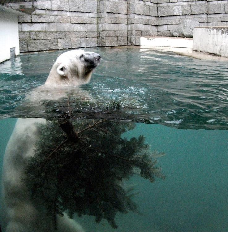 Eisbär Lars mit Tannenbaum im Wasser am 15. Januar 2011 im Zoologischen Garten Wuppertal