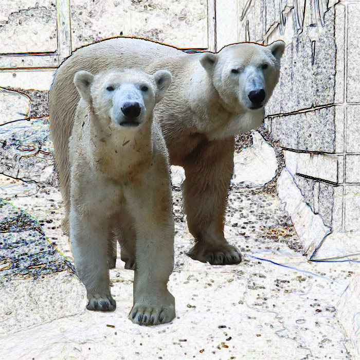 Eisbärin Vilma und Eisbär Lars am 30. April 2011 im Wuppertaler Zoo