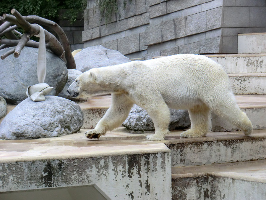 Eisbärin Vilma am 23. Juni 2011 im Zoologischen Garten Wuppertal