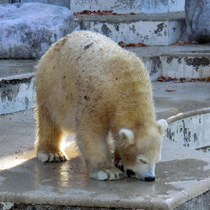 Eisbärjungtier ANORI am 28. Oktober 2012 im Wuppertaler Zoo