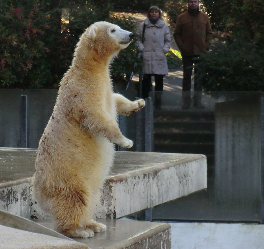 Eisbärjungtier ANORI am 28. Oktober 2012 im Zoologischen Garten Wuppertal
