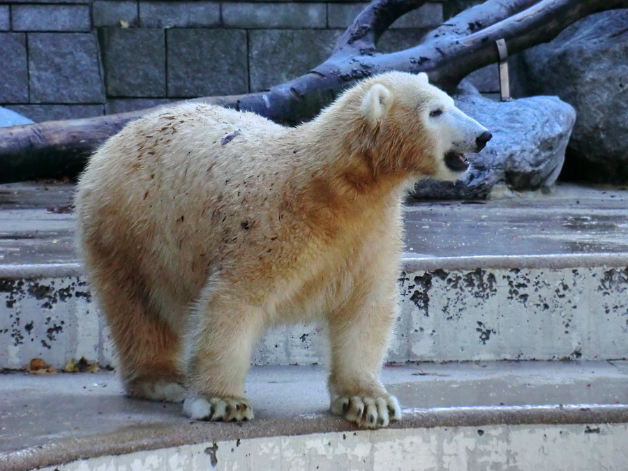 Eisbärjungtier ANORI am 28. Oktober 2012 im Zoo Wuppertal
