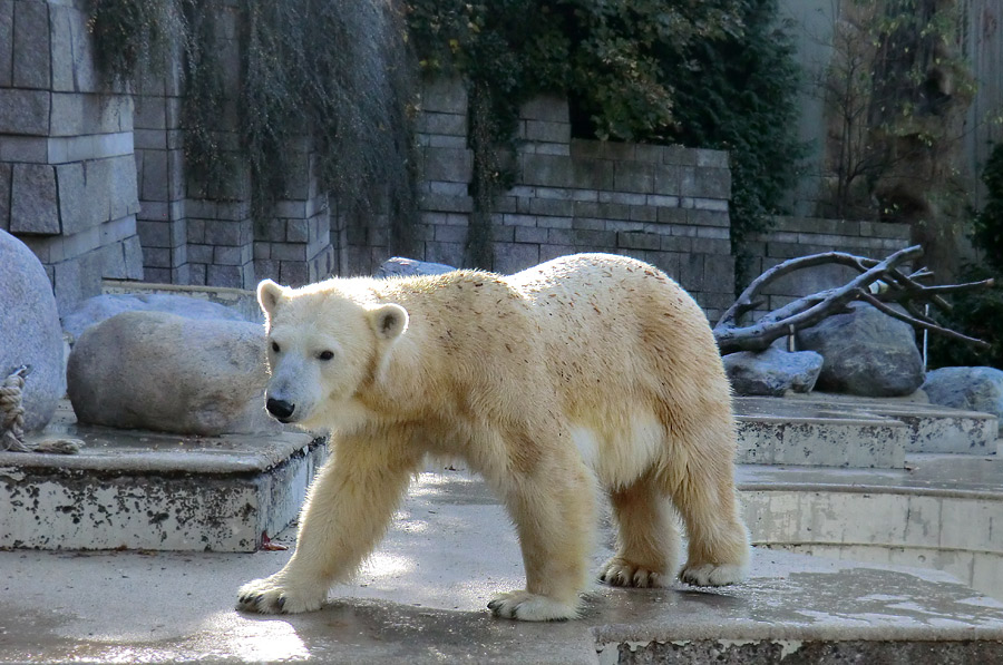 Eisbärin VILMA am 28. Oktober 2012 im Wuppertaler Zoo