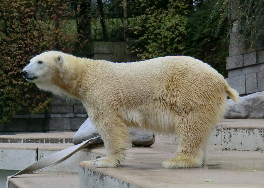 Eisbärin VILMA am 10. November 2012 im Zoologischen Garten Wuppertal