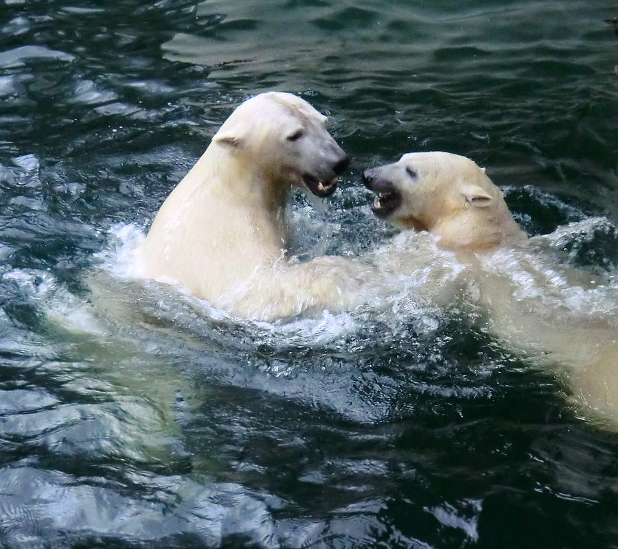 Eisbär LUKA und Eisbärin ANORI im Zoologischen Garten Wuppertal am 3. Januar 2014