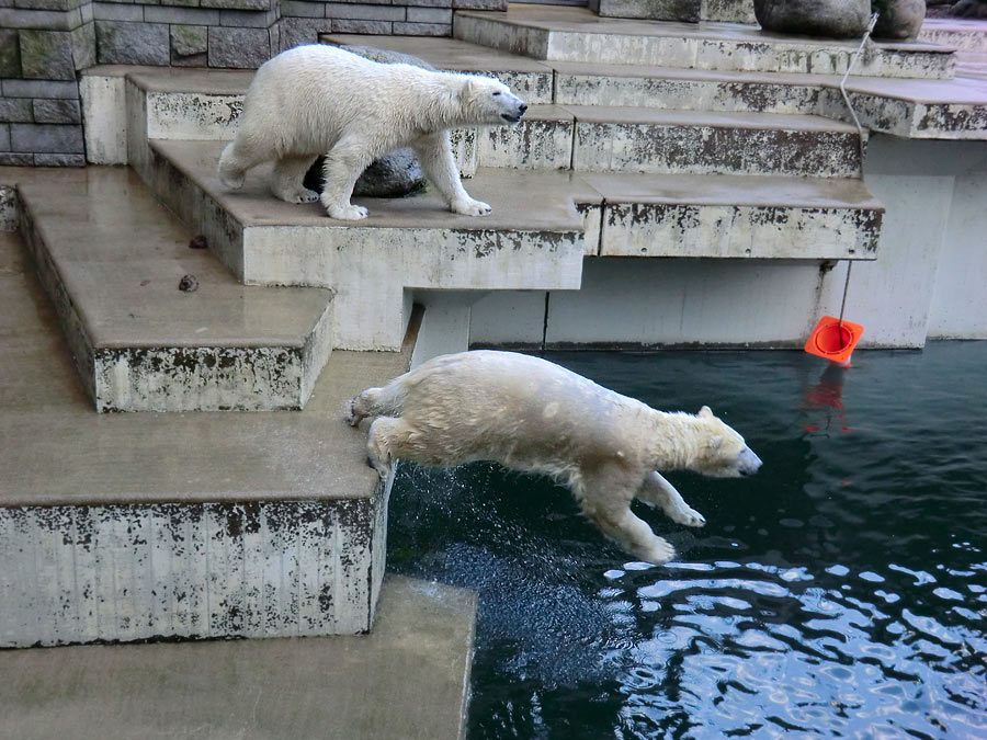 Eisbär LUKA und Eisbärin ANORI im Wuppertaler Zoo am 5. Januar 2014