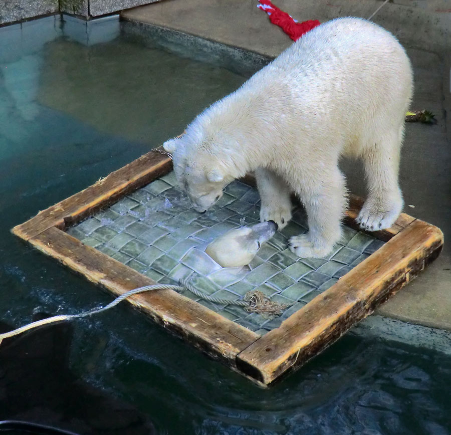 Eisbärin ANORI unter dem Floß und Eisbär LUKA auf dem Floß im Wuppertaler Zoo am 5. Januar 2014
