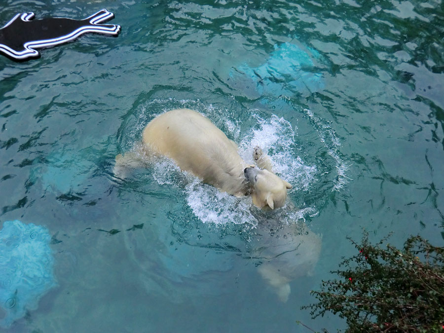 Eisbären im Wuppertaler Zoo am 8. Februar 2014