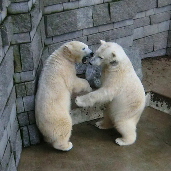 Eisbären ANORI und LUKA am 9. Februar 2014 im Wuppertaler Zoo