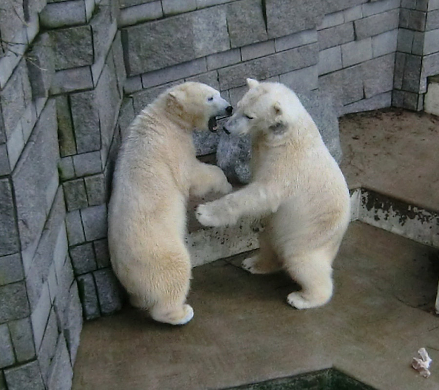 Eisbärin ANORI und Eisbär LUKA im Wuppertaler Zoo am 9. Februar 2014