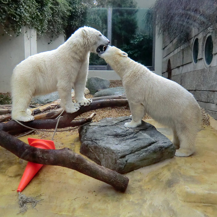 Eisbären LUKA und ANORI am 7. März 2014 im Wuppertaler Zoo