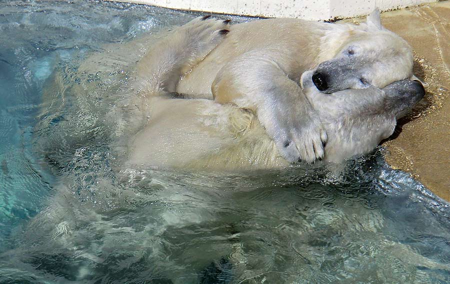 Eisbär LUKA und Eisbärin ANORI im Wuppertaler Zoo am 17. April 2014