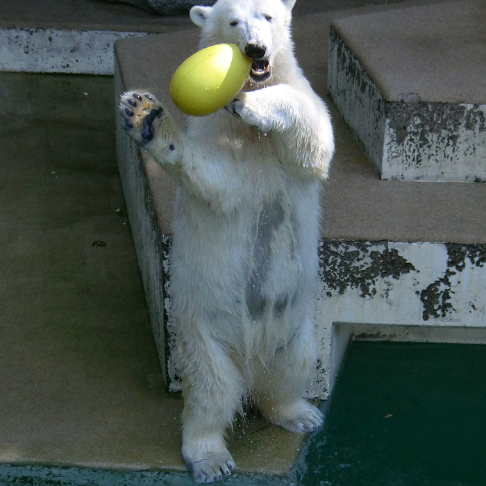 Eisbärin ANORI am 20. April 2014 im Wuppertaler Zoo