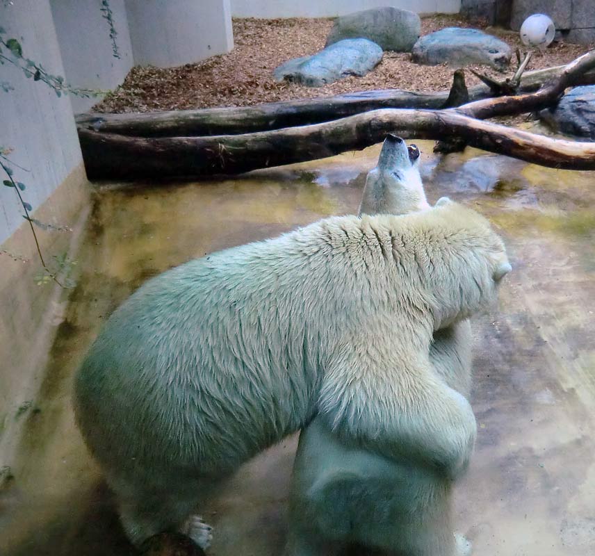 Eisbär und Eisbärin im Zoo Wuppertal am 17. August 2014