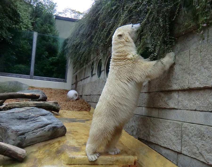 Eisbärin im Zoo Wuppertal am 17. August 2014