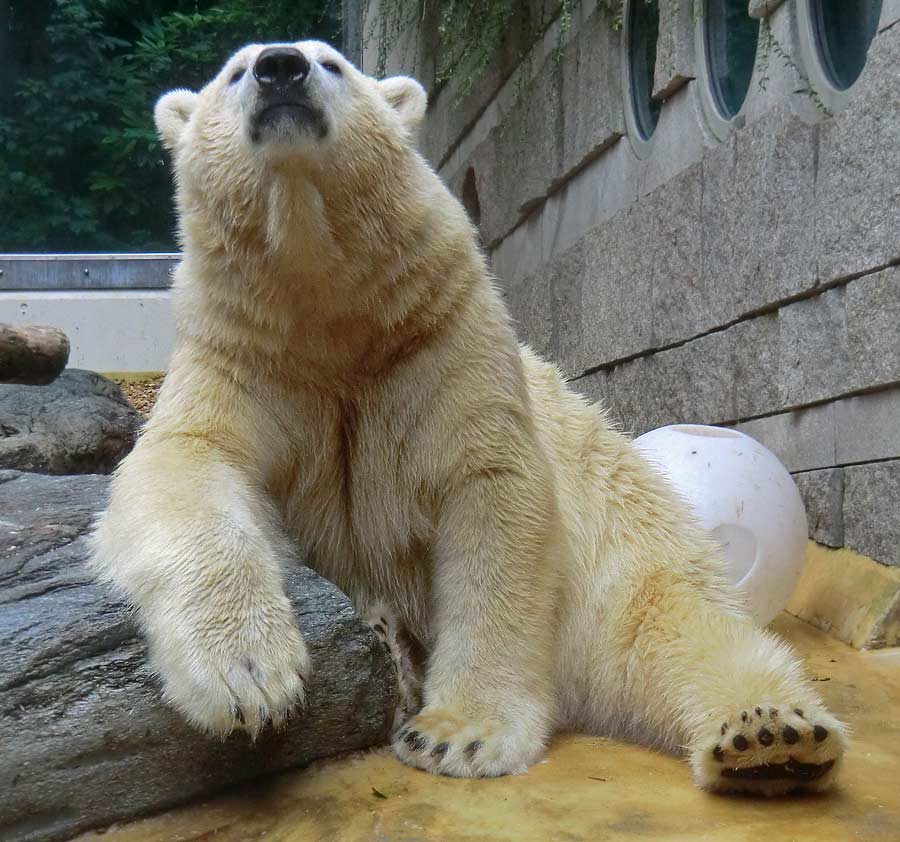 Eisbär LUKA im Wuppertaler Zoo am 22. August 2014