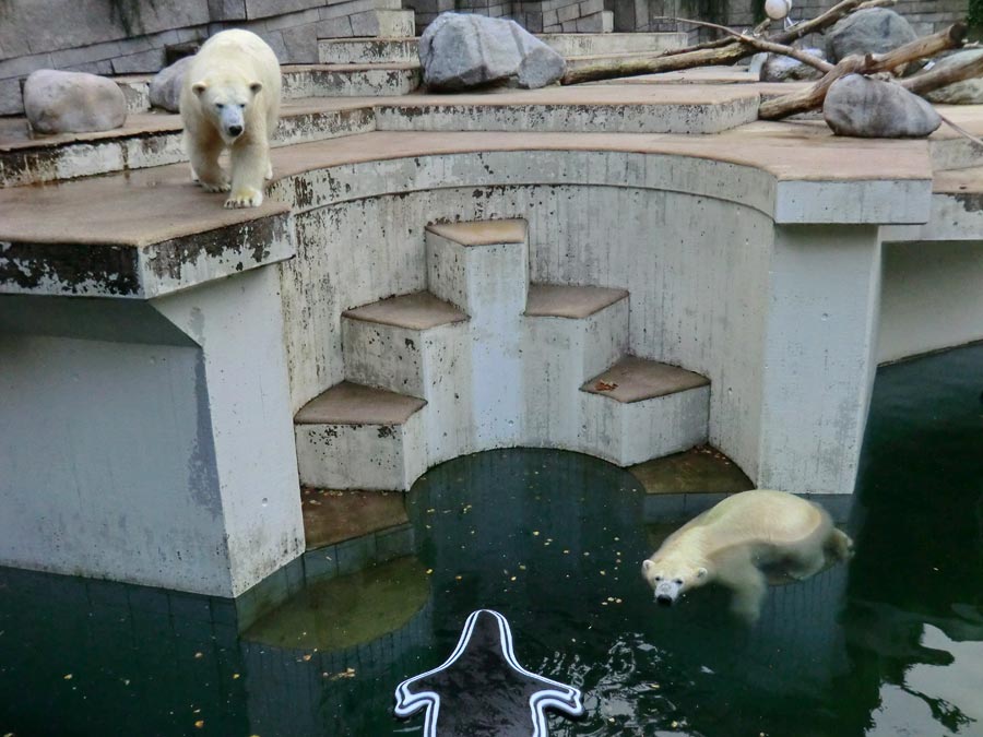 Eisbärin und Eisbär im Zoo Wuppertal am 13. September 2014