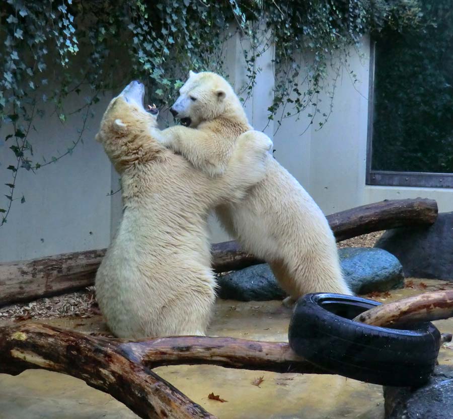 Eisbär LUKA und Eisbärin ANORI im Wuppertaler Zoo am 9. November 2014