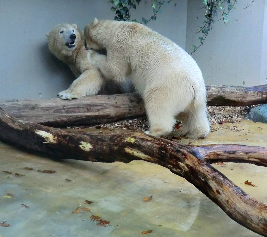 Eisbären im Zoo Wuppertal am 9. November 2014