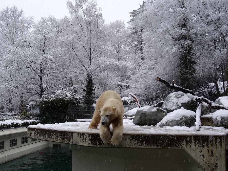 Eisbär LUKA im Zoologischen Garten Wuppertal am 27. Dezember 2014