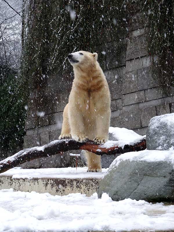 Eisbär LUKA im Zoo Wuppertal am 27. Dezember 2014