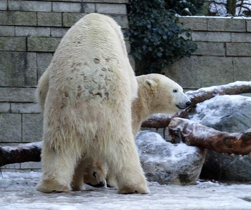 Eisbär Luka und Eisbärin Anori vor einem Jahr am 28. Dezember 2014 im Grünen Zoo Wuppertal